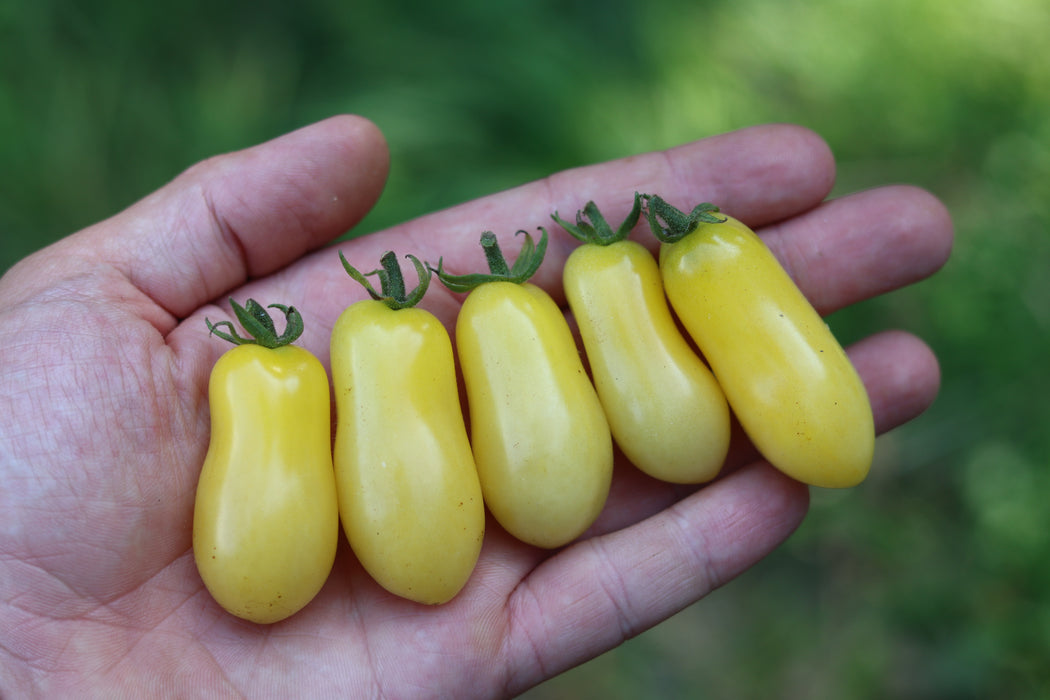 Yellow Submarine Tomato