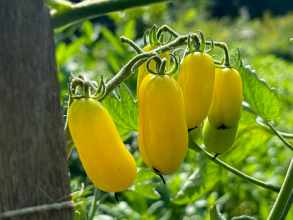 Yellow Submarine Tomato