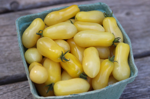 Container of freshly picked Yellow Submarine cherry tomatoes