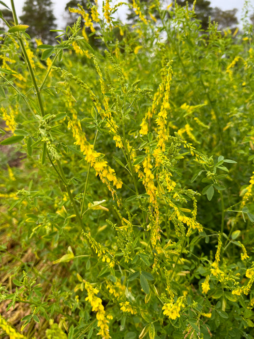 Yellow Sweet Clover