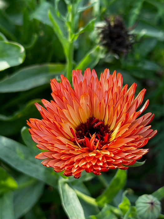 Zeolights Calendula