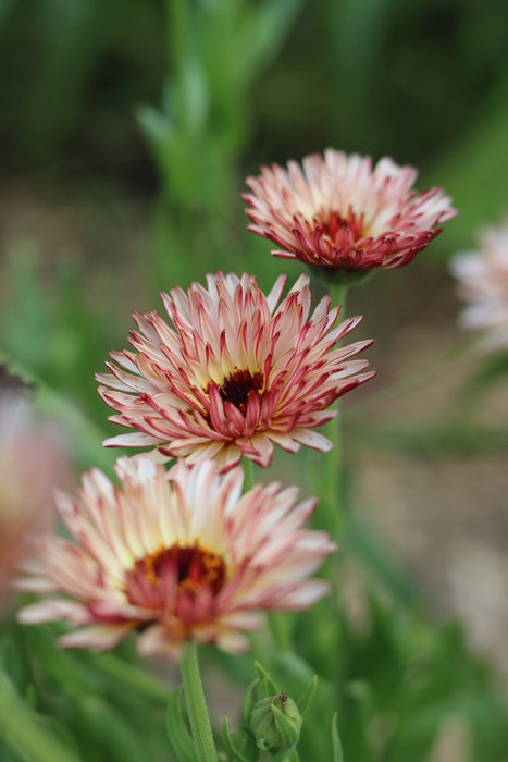 Zeolights Calendula