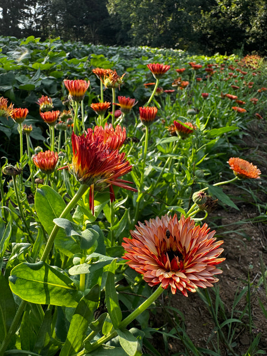 Zeolights Calendula