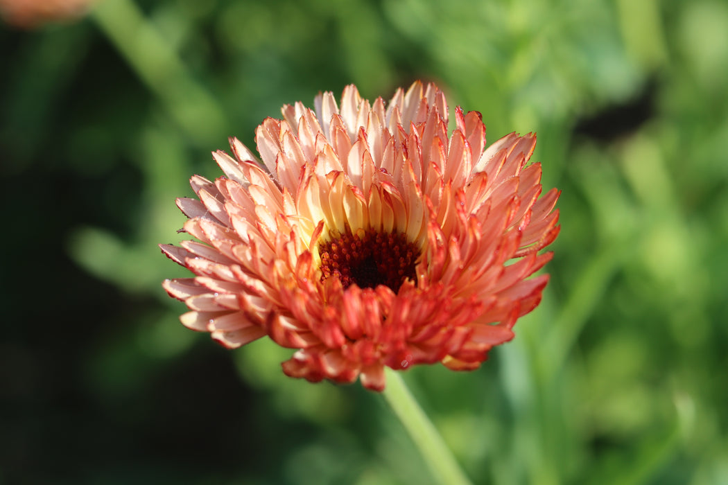 Zeolights Calendula