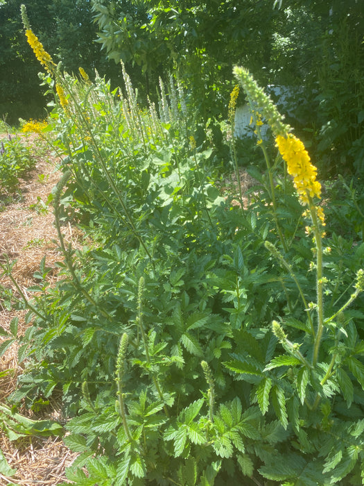 Agrimony