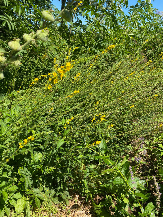 Agrimony