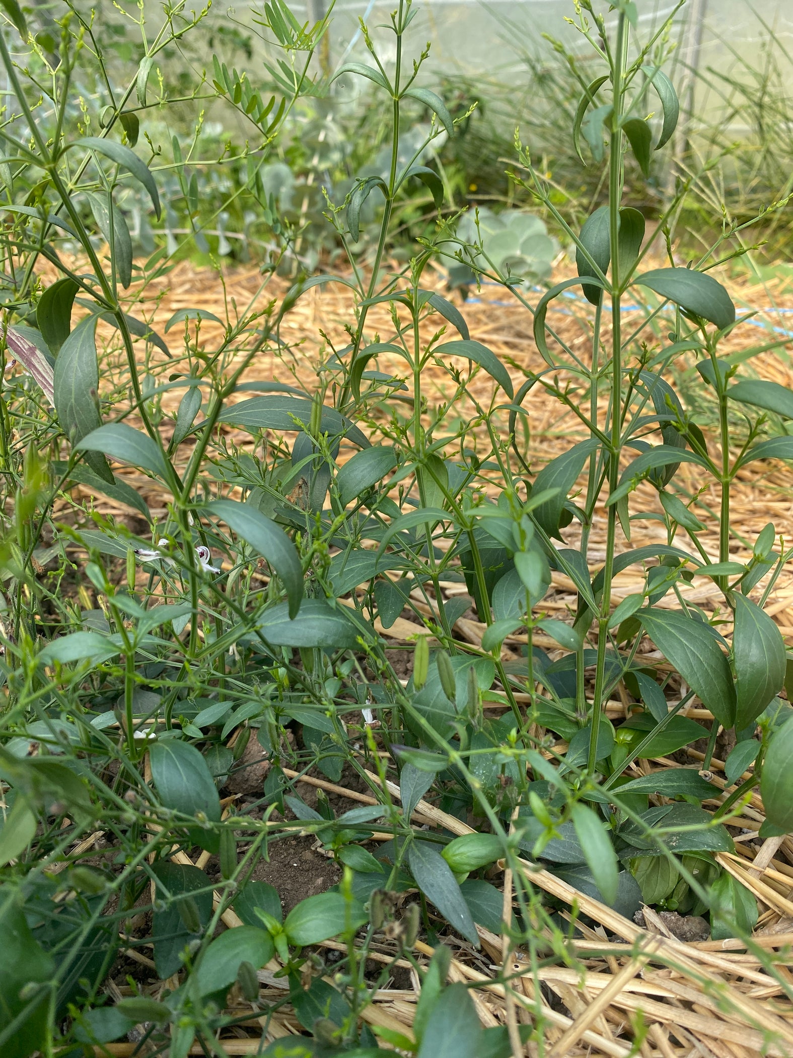 Andrographis — Annapolis Seeds