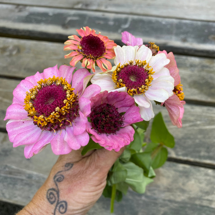 Another Word for Pink Zinnia