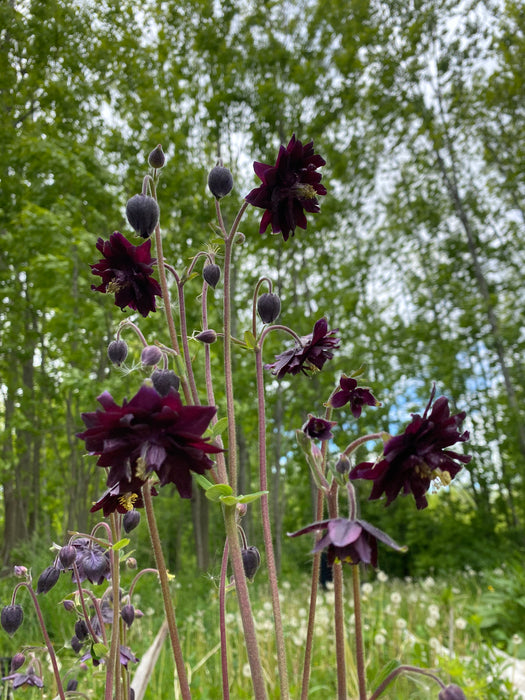 Black Barlow Columbine