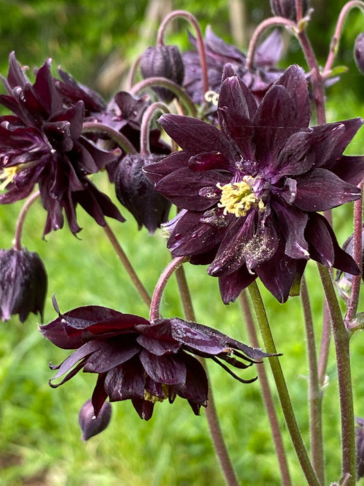 Black Barlow Columbine