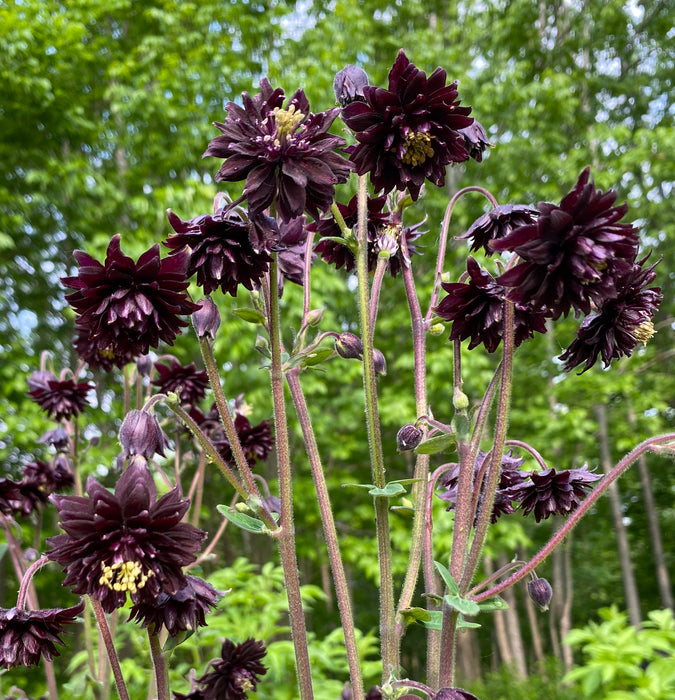 Black Barlow Columbine