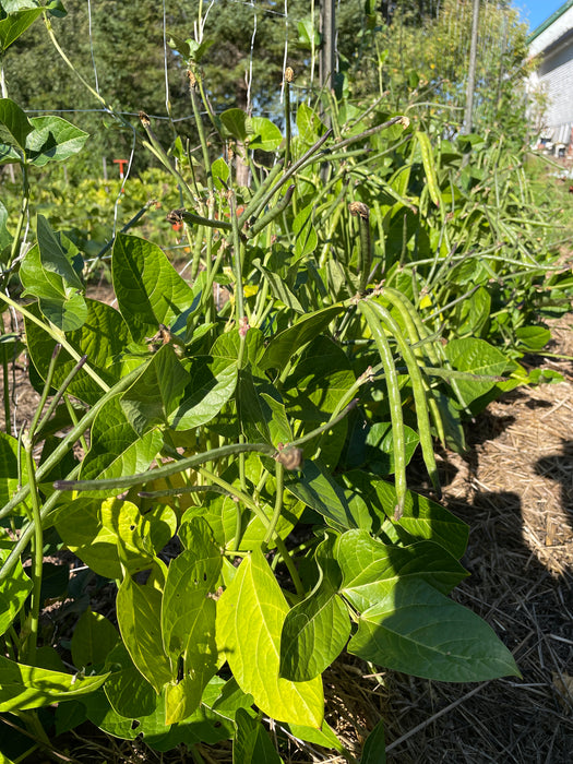 Fish Eye Black Eyed Pea