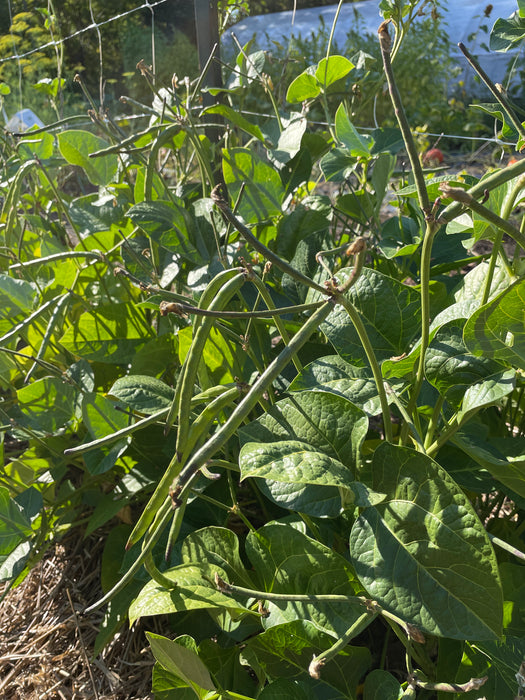 Fish Eye Black Eyed Pea