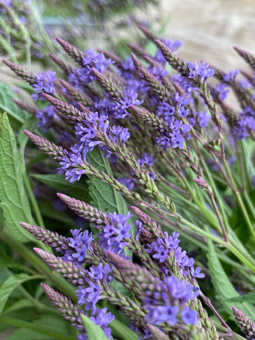 Blue Vervain
