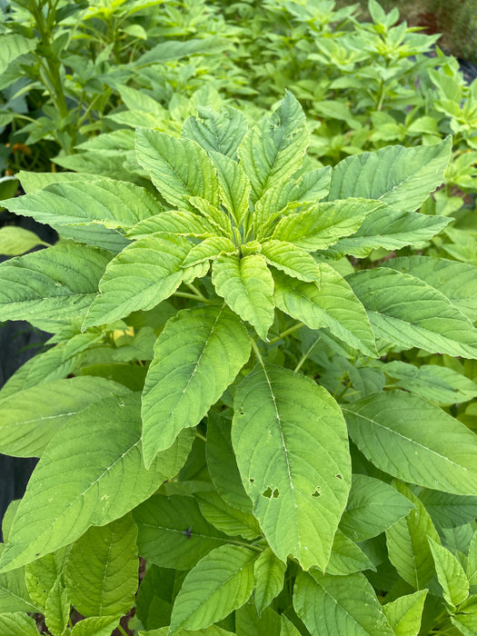 Callaloo Amaranth