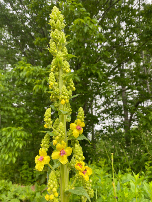 Caucasian Mullein