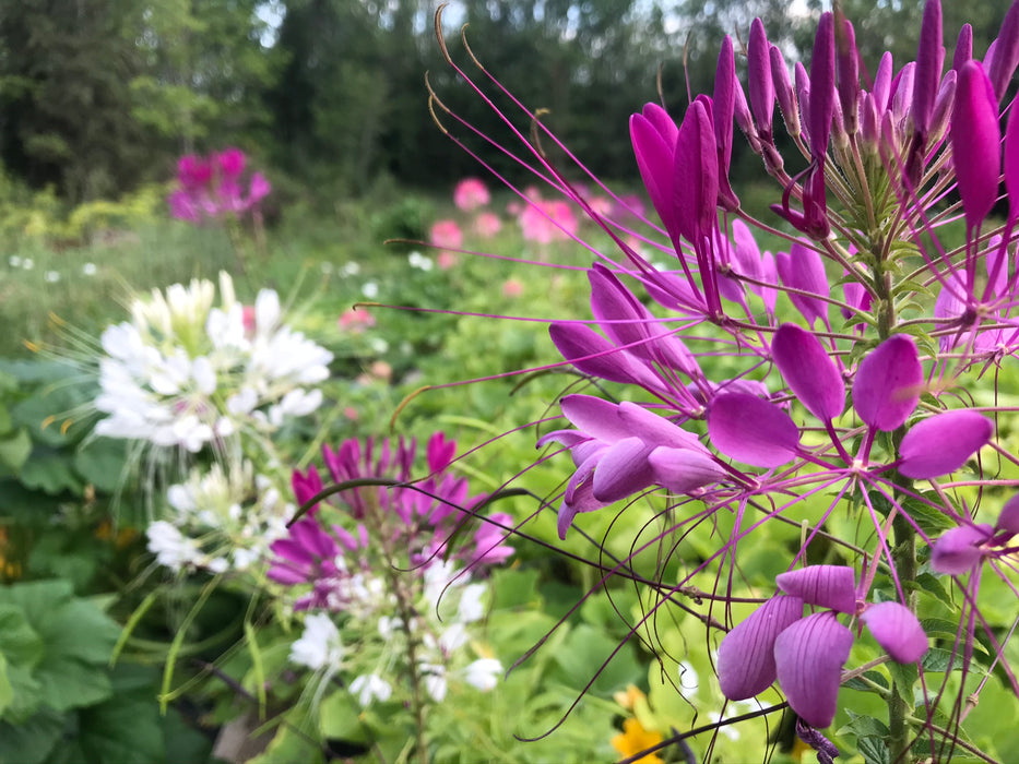 Mixed Cleome