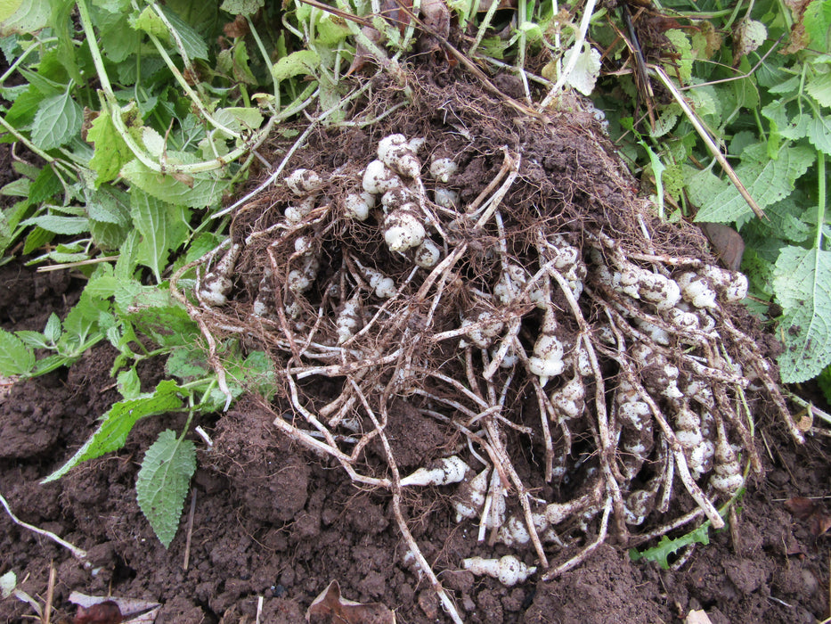 Crosne - Chinese Artichoke (12 roots)