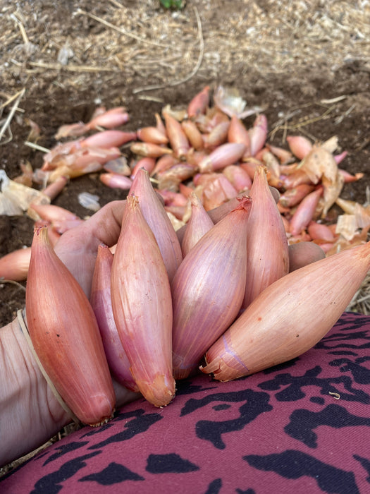 Cuisse de Poulet du Poitou Shallot