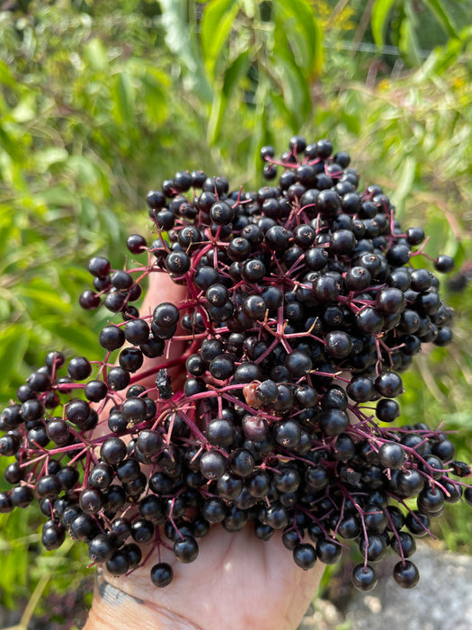 Black Elderberry Mix