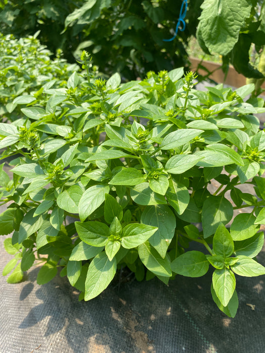 Dwarf Greek Basil