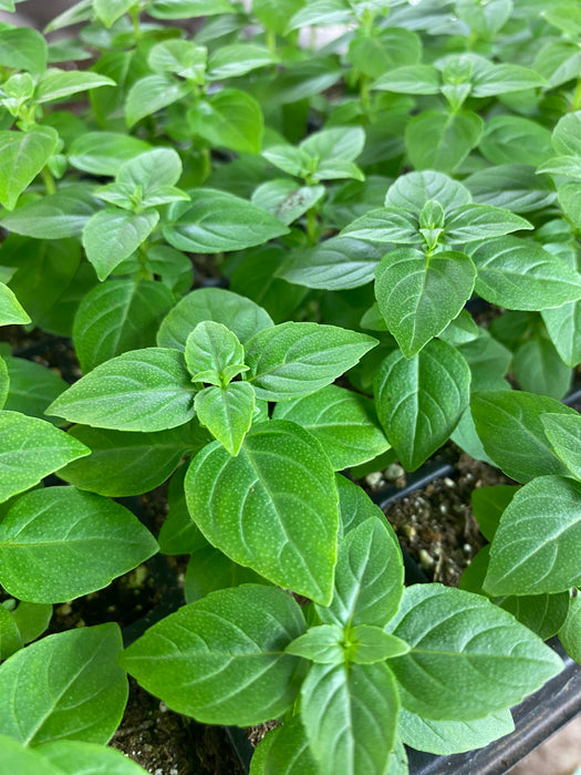 Dwarf Greek Basil