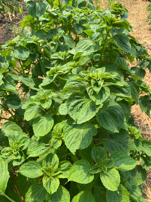 Green Shiso