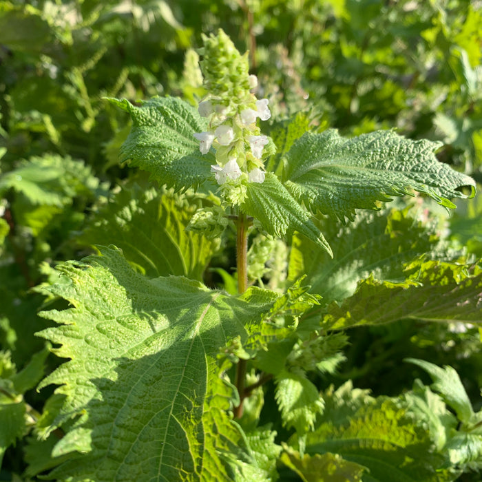 Green Shiso