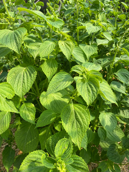 Green Shiso