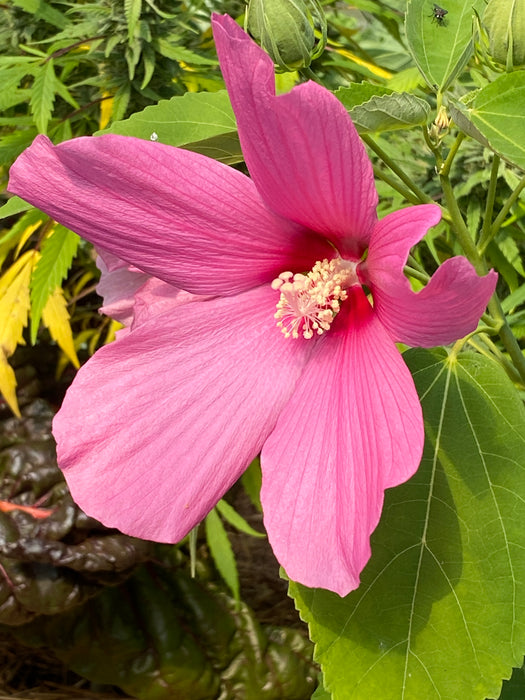 Disco Belle Hardy Hibiscus