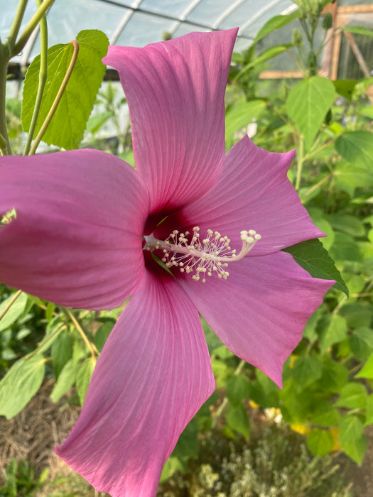 Disco Belle Hardy Hibiscus