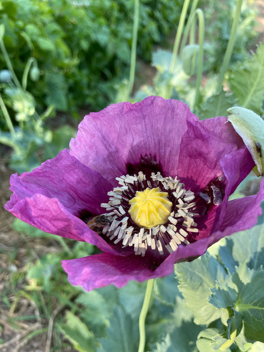 Hungarian Blue Poppy