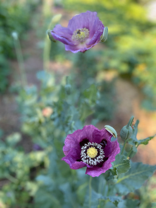 Hungarian Blue Poppy