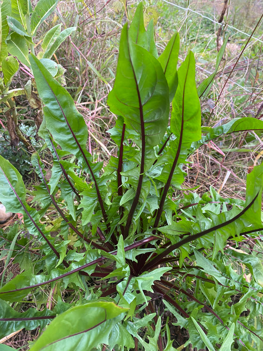 Italiko Rosso Chicory