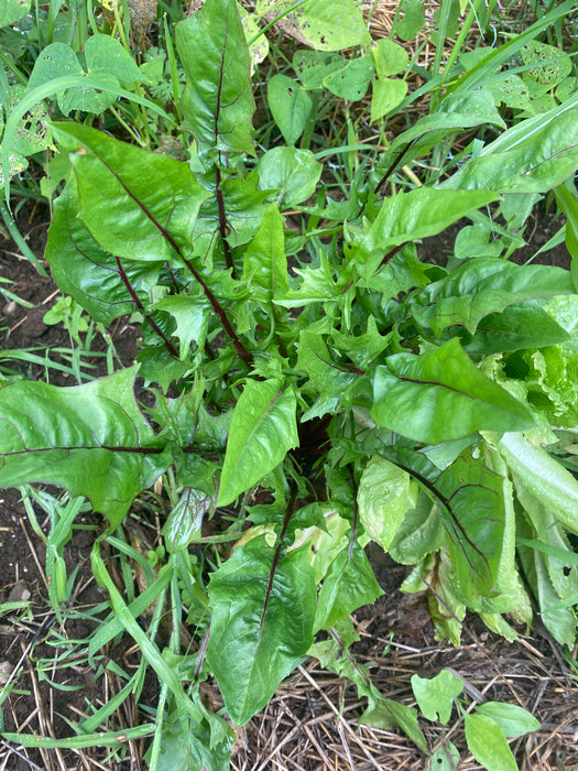 Italiko Rosso Chicory