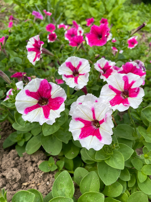 Karkulka Petunia
