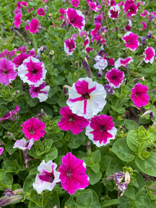 Karkulka Petunia