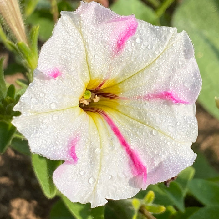 Karkulka Petunia