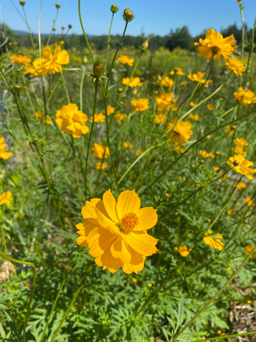 Kenikir Cosmos