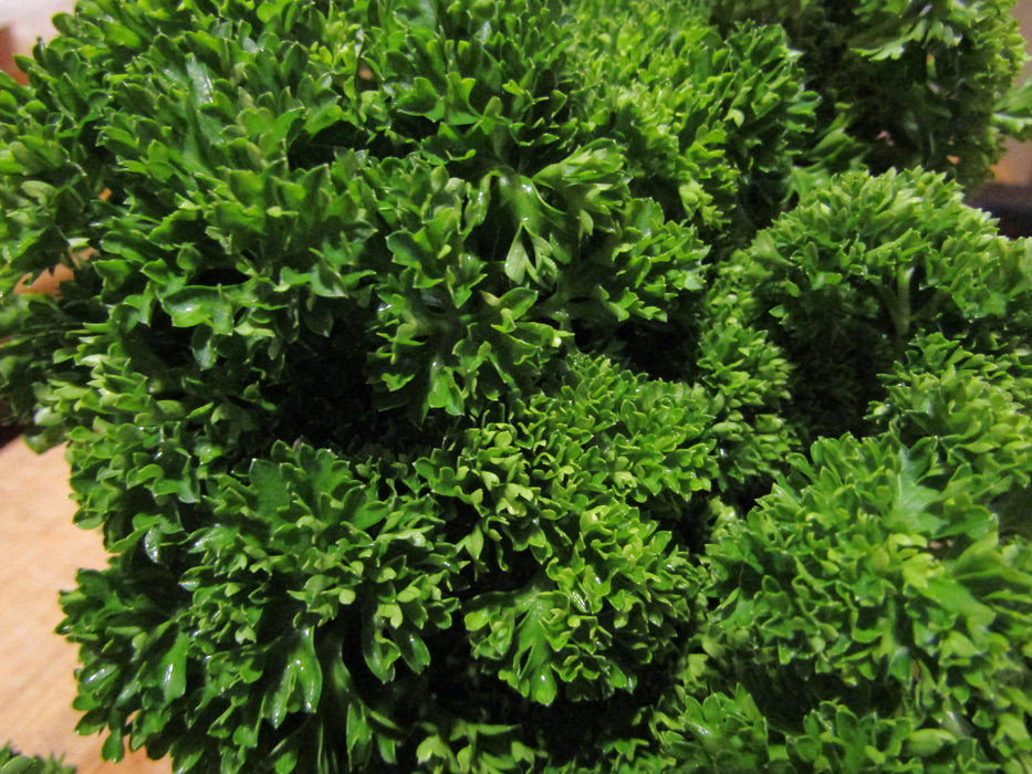 Krausa Curly Parsley