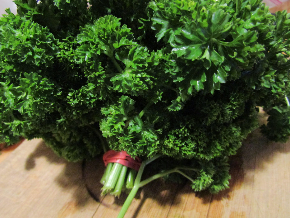 Krausa Curly Parsley
