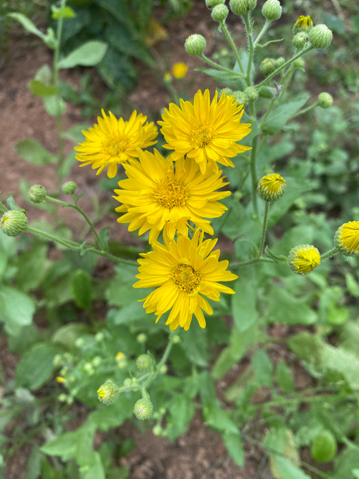 Mexican Arnica - Camphorweed