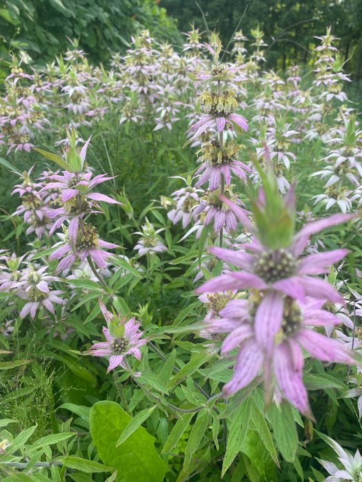 Monarda punctata - Spotted Beebalm