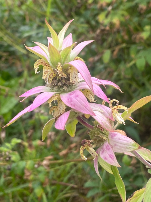 Monarda punctata - Spotted Beebalm