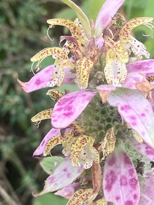 Monarda punctata - Spotted Beebalm