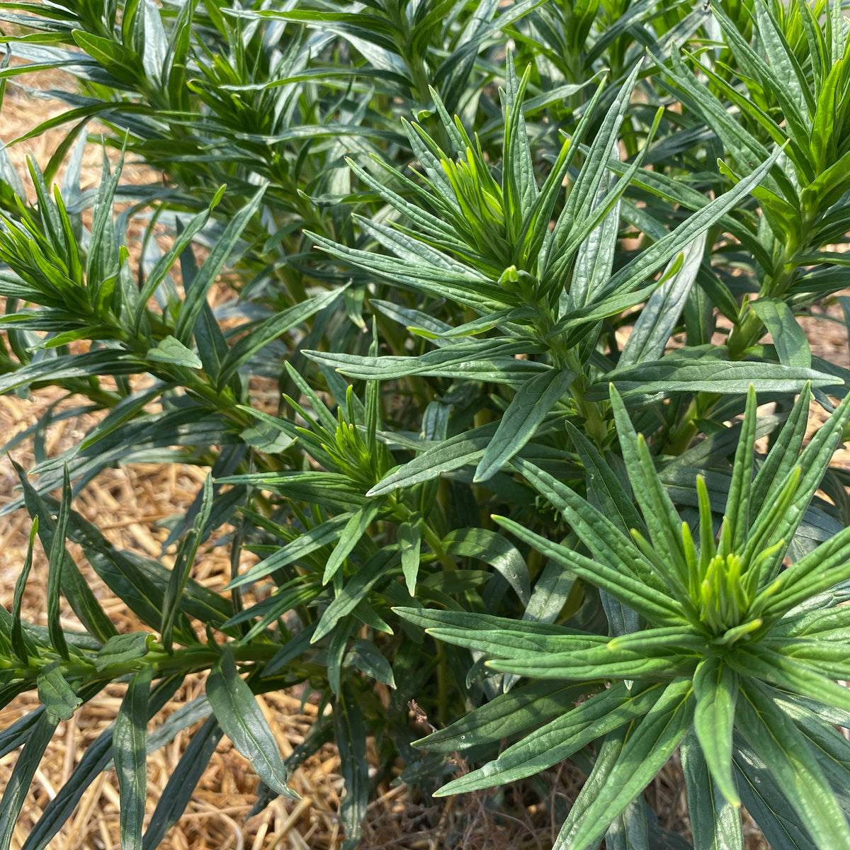 むらさきこ Murasaki - Purple Gromwell — Annapolis Seeds