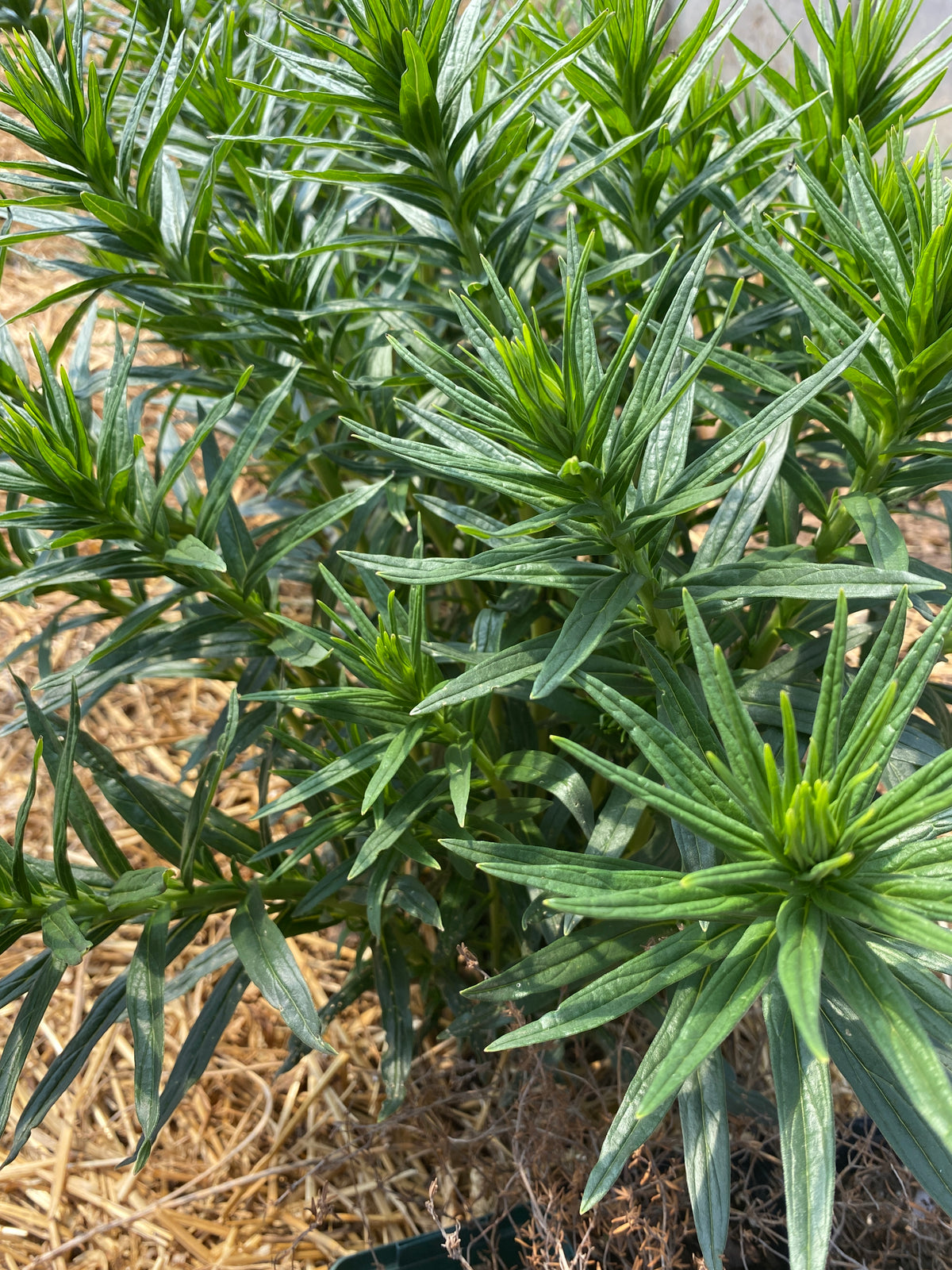 Murasaki - Purple Gromwell — Annapolis Seeds