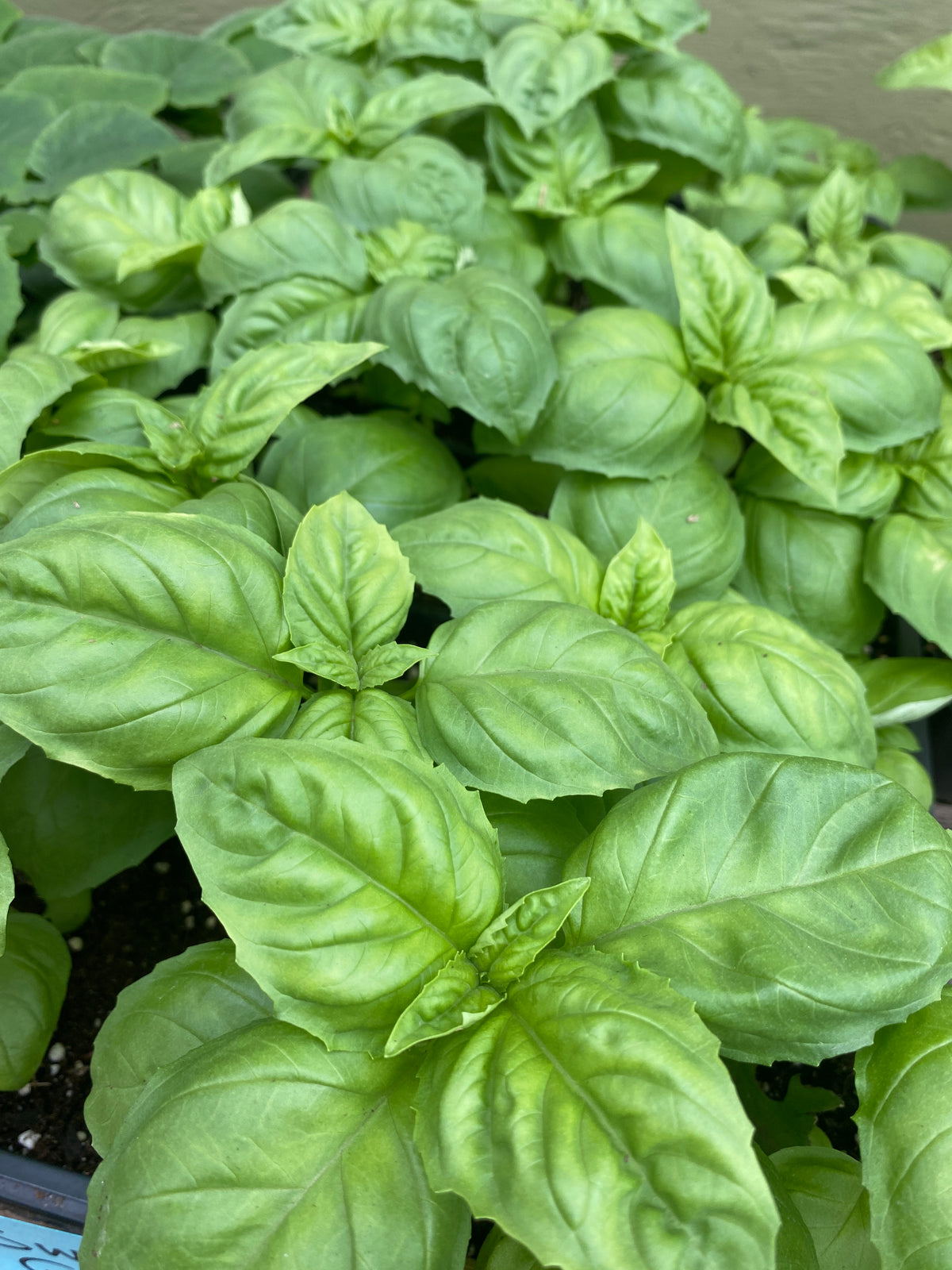 Newton Basil — Annapolis Seeds