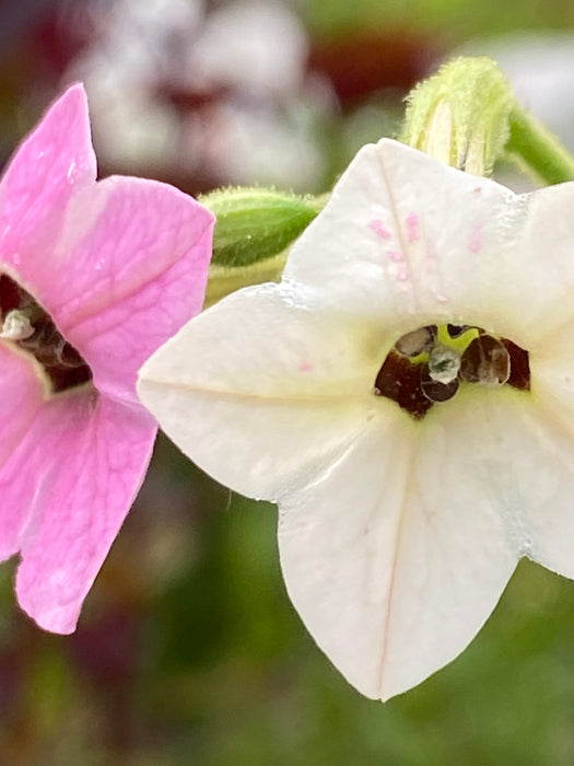 Nicotiana mutabilis
