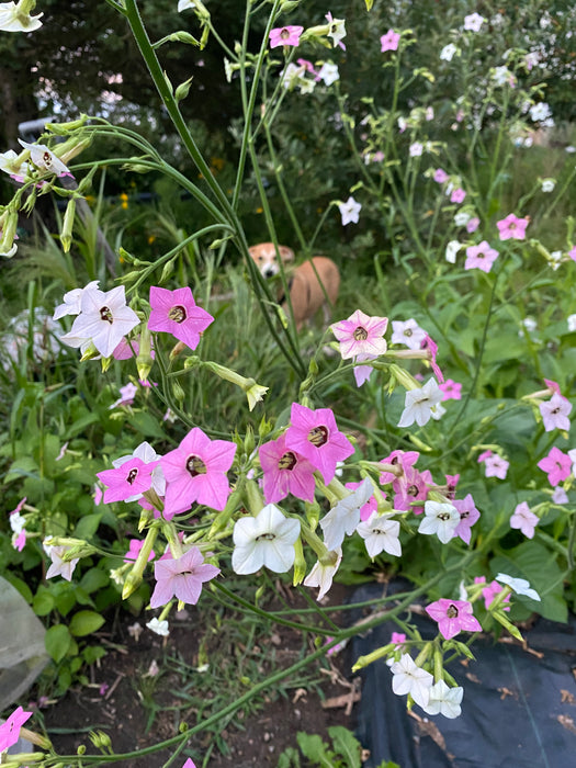 Nicotiana mutabilis